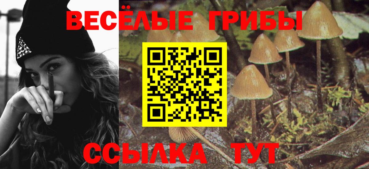 Кохма  Галлюциногенные грибы Psilocybe  Вход с VPN 